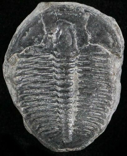 Elrathia Trilobite - Wheeler Shale, Utah #25002